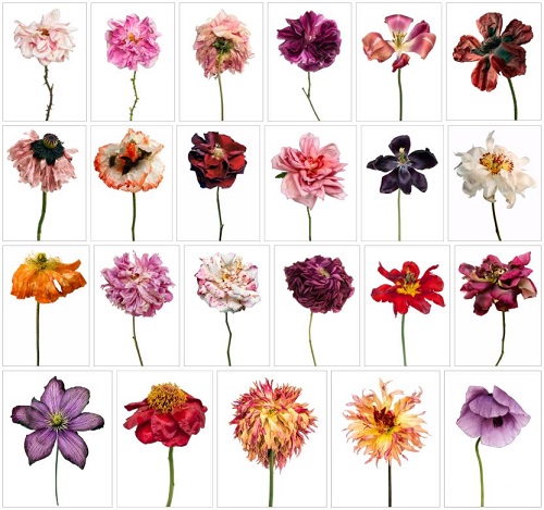 Photographies des fleurs de Rachel Levy, artiste française spécialisée en photographie d'art.